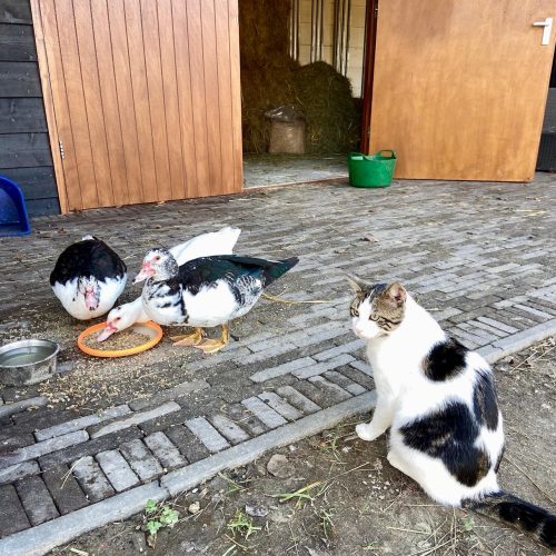 886caaf3-8dfb-4c99-a848-dc99fd194f58