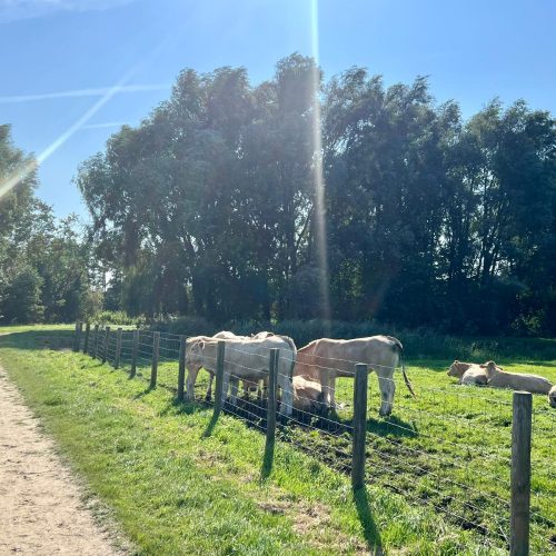 fea002b7-6358-42e9-95c5-92f561f06955